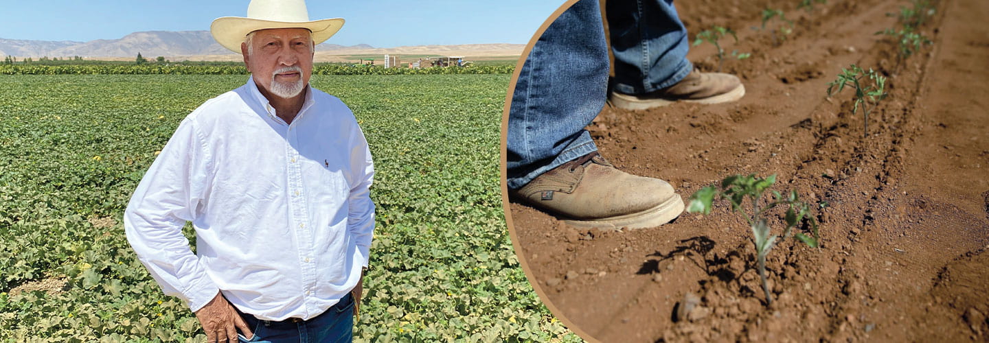 A farmer stands in a field. Crops planted in a row.