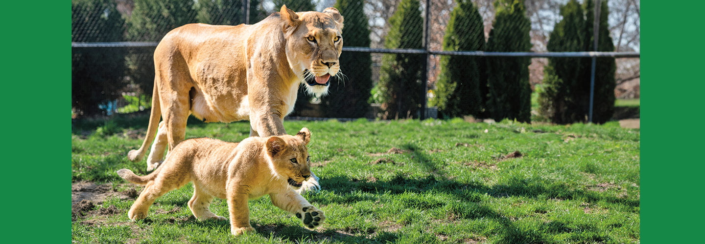 Photo of a mother lion and her cub running in an enclosed area