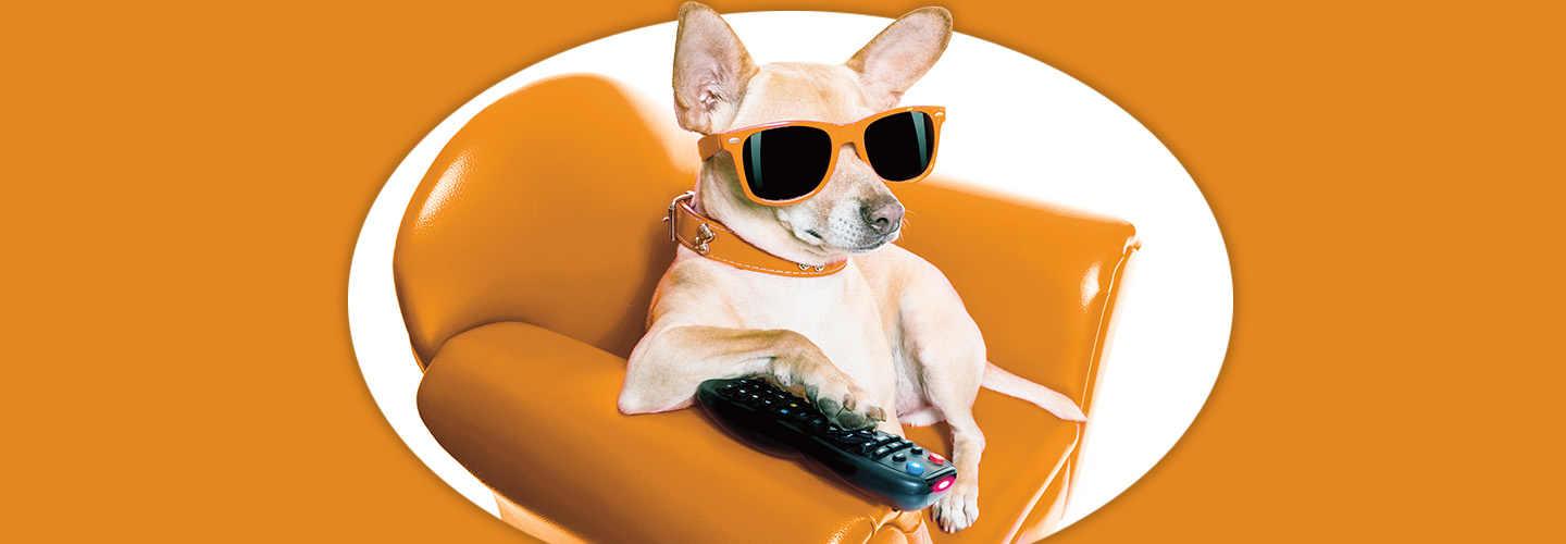 Image of a small dog with orange sunglasses in an orange chair with a tv remote