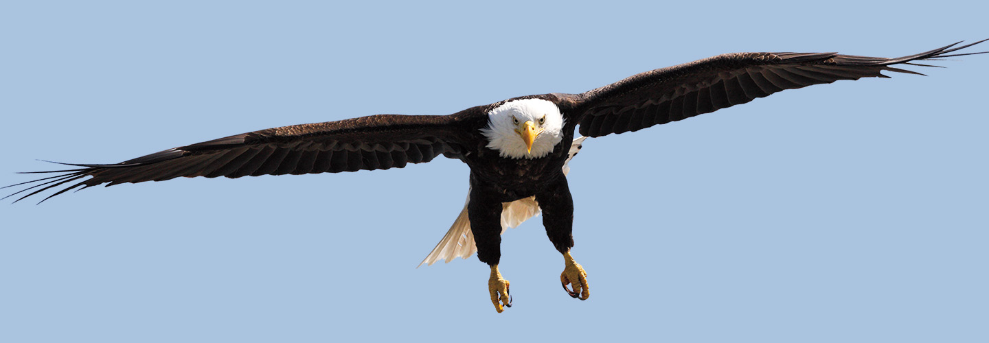 Image of eagle flying in the sky