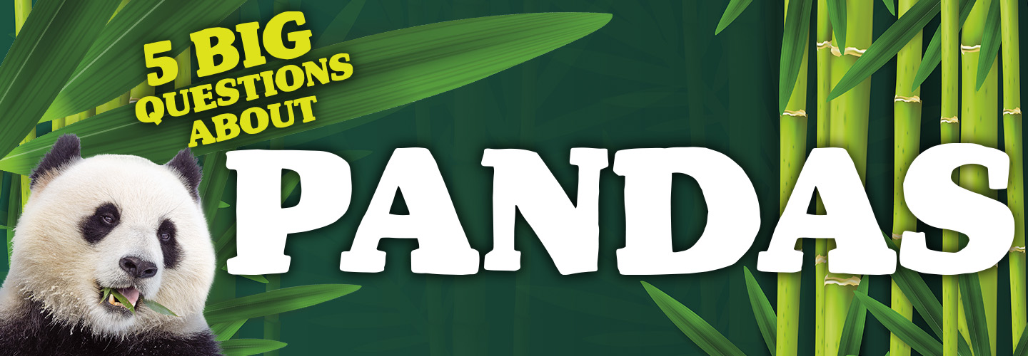 Image of a panda & bamboo with text, "5 Big Questions About Pandas"