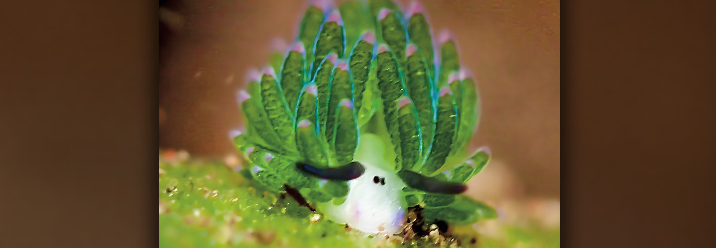 Image of a creature that resembles a sheep