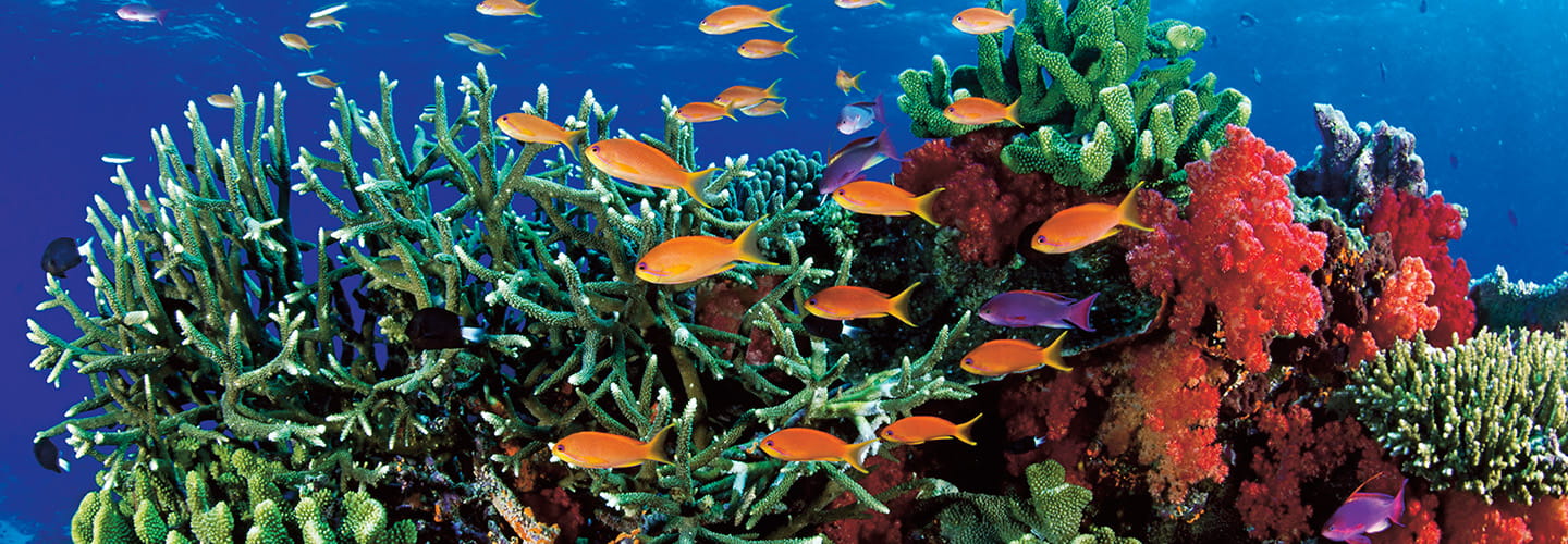 fish swimming near a colorful reef
