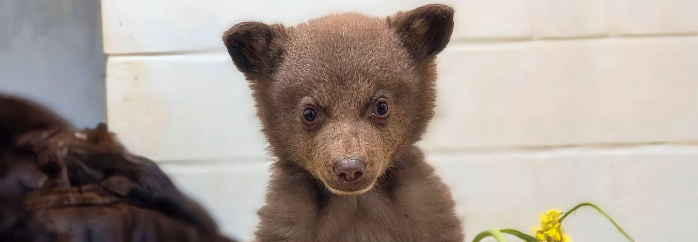 Image of baby bear
