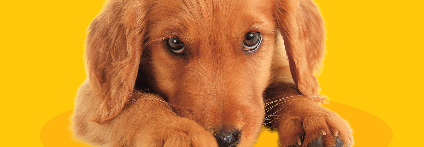 A puppy laying down and giving "puppy dog" eyes